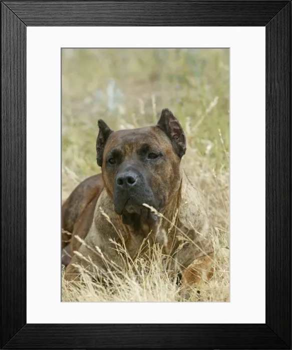 Framed Print : Canary Dog - cropped ears. Also know as Perro de Presa Canario Framed Print : Canary Dog - cropped ears. Also know as Perro de Presa Canario