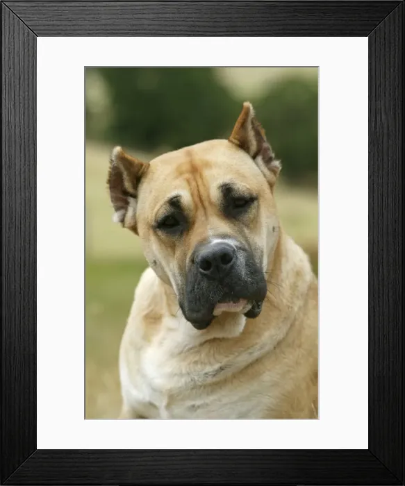Framed Print : Canary Dog - cropped ears. Also know as Perro de Presa Canario Framed Print : Canary Dog - cropped ears. Also know as Perro de Presa Canario