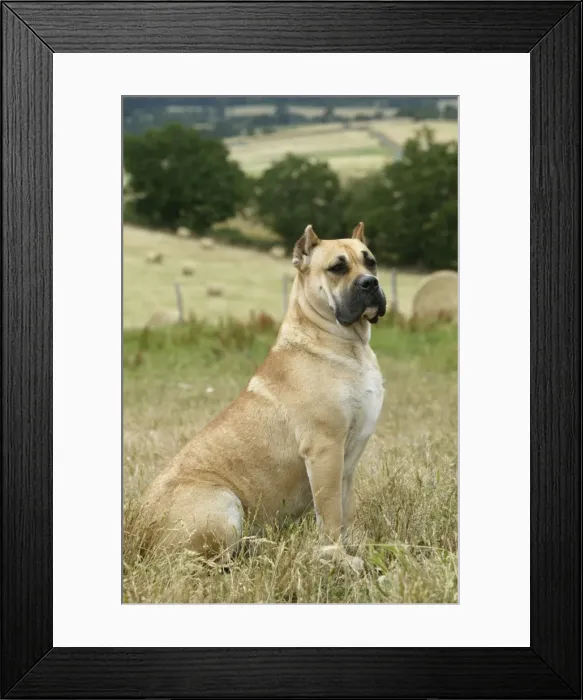 Framed Print : Canary Dog - cropped ears. Also known as Perro de Presa Canario Framed Print : Canary Dog - cropped ears. Also known as Perro de Presa Canario