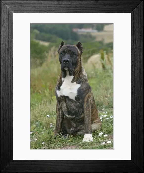 Framed Print : Canary Dog - cropped ears. Also known as Perro de Presa Canario Framed Print : Canary Dog - cropped ears. Also known as Perro de Presa Canario