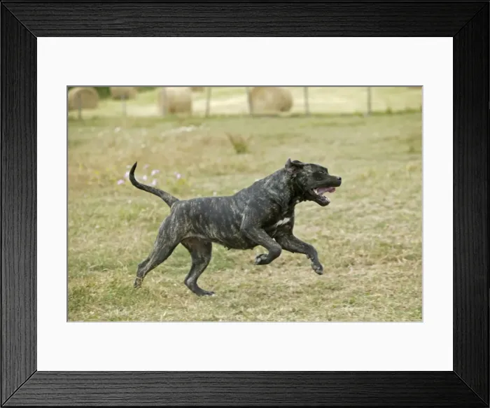 Framed Print : Canary Dog. Also known as Perro de Presa Canario Framed Print : Canary Dog. Also known as Perro de Presa Canario