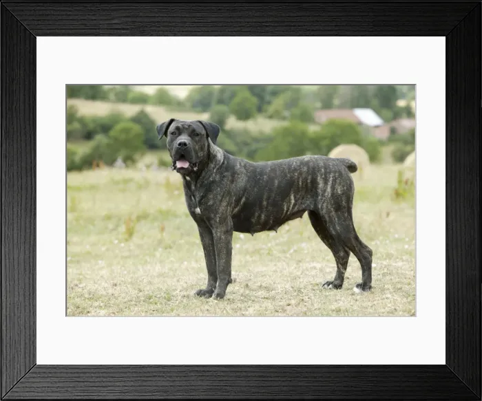 Framed Print : Canary Dog. Also known as Perro de Presa Canario Framed Print : Canary Dog. Also known as Perro de Presa Canario