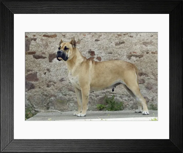 Framed Print : Canary Dog. Also known as Perro de Presa Canario Framed Print : Canary Dog. Also known as Perro de Presa Canario