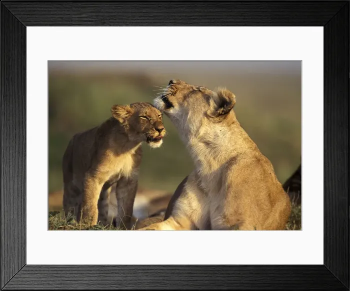 Framed Print : Lion - Female with cub Framed Print : Lion - Female with cub