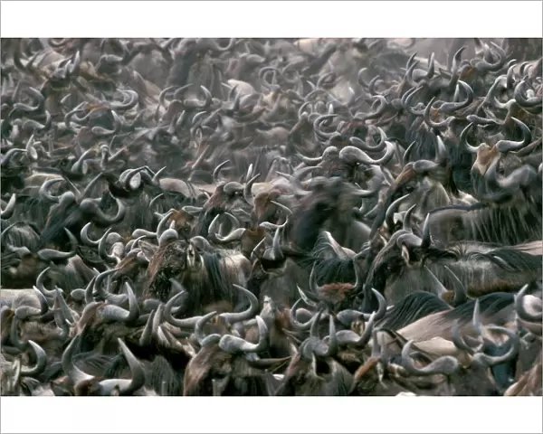 Wildebeest  /  Gnu - mass migration