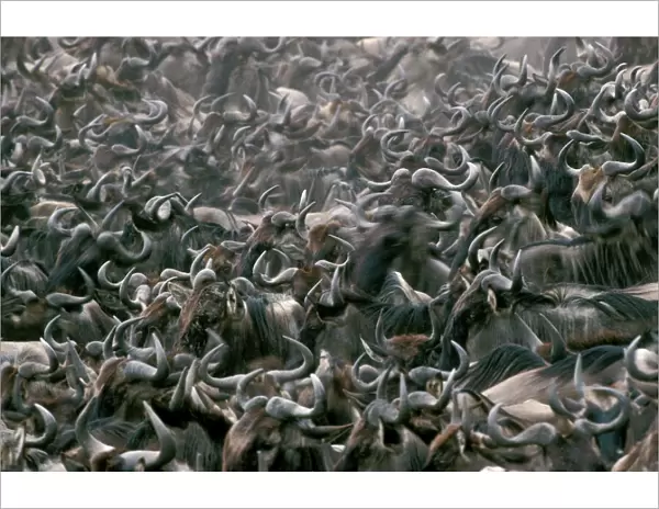 Wildebeest  /  Gnu - mass migration