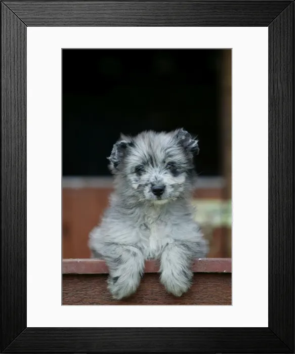Framed Print : Little Pyrennean Sheepdog - Puppy looking over fence Framed Print : Little Pyrennean Sheepdog - Puppy looking over fence