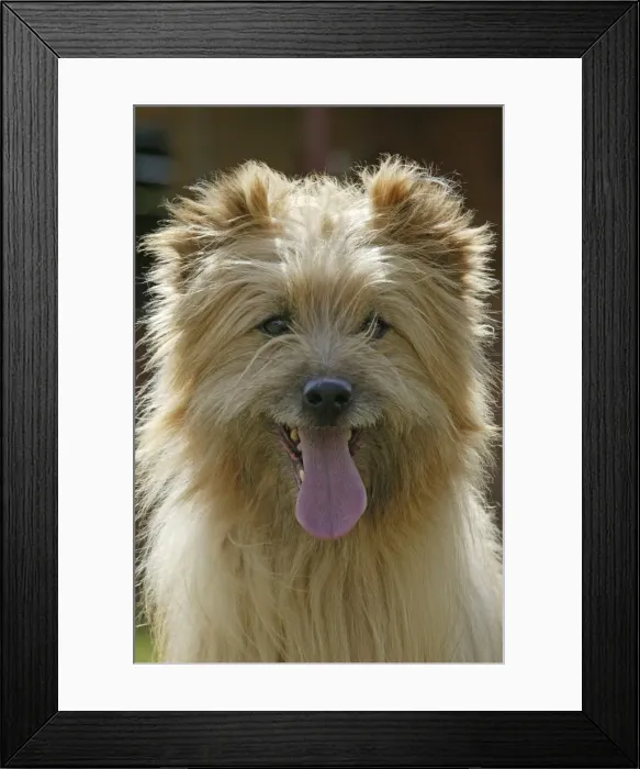 Framed Print : Dog - Little Pyrannean Sheepdog Framed Print : Dog - Little Pyrannean Sheepdog