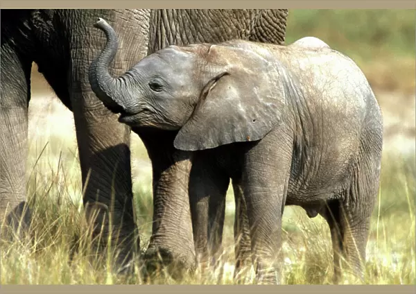 African Elephant - calf. Amboseli National Park - Kenya - Africa
