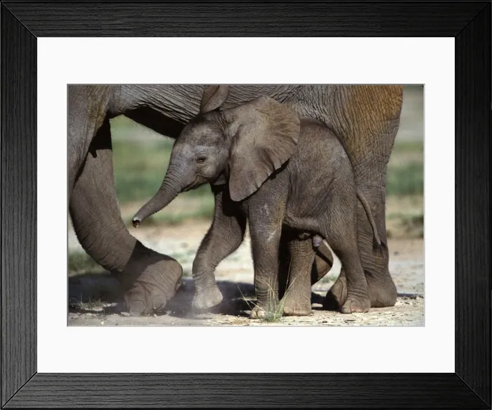 Framed Print : African Elephant - calf. Amboseli National Park - Kenya - Africa Framed Print : African Elephant - calf. Amboseli National Park - Kenya - Africa