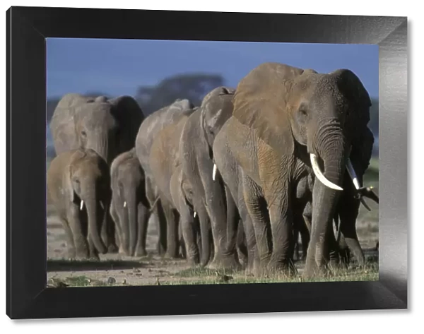 African Elephant - herd. Africa