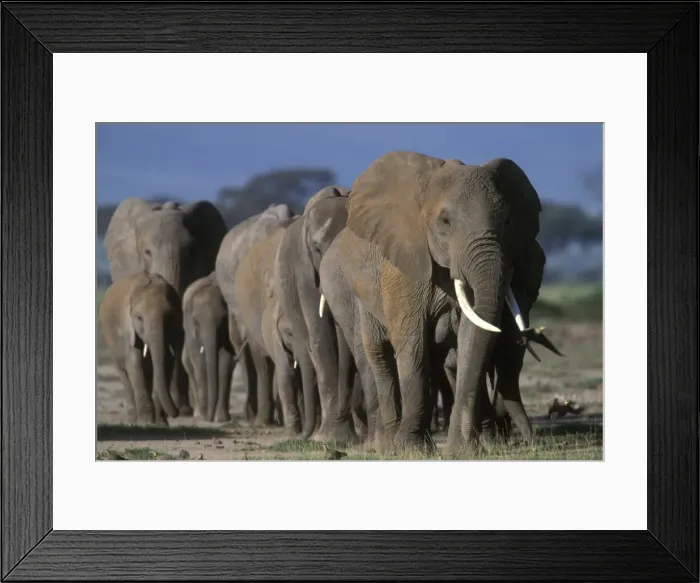Framed Print : African Elephant - herd. Africa Framed Print : African Elephant - herd. Africa