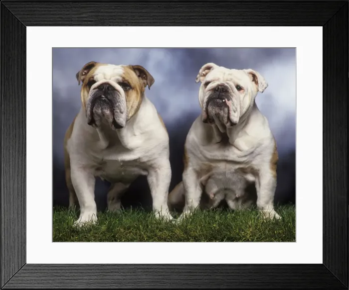 Framed Print : Dog - two English Bulldogs Framed Print : Dog - two English Bulldogs
