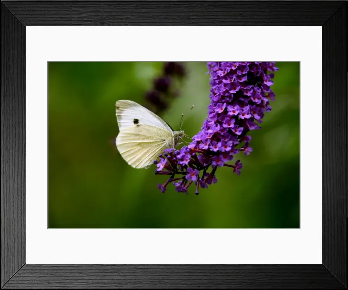 Framed Print : Large White Butterfly on Lilac Framed Print : Large White Butterfly on Lilac