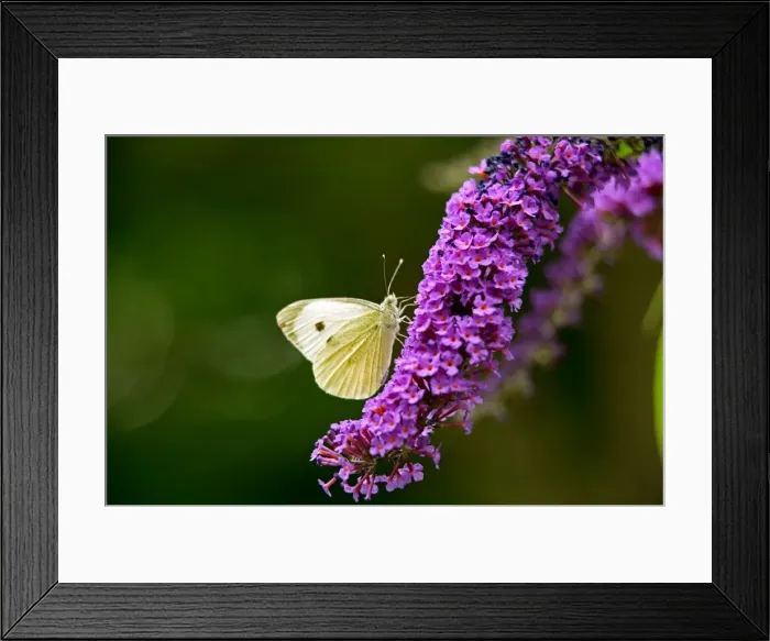 Framed Print : Large White Butterfly on Lilac Framed Print : Large White Butterfly on Lilac