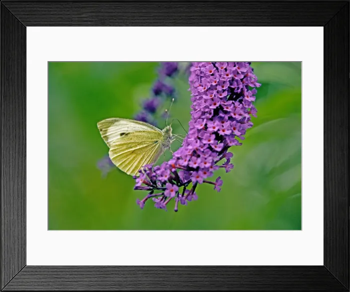 Framed Print : Large White Butterfly on Lilac Framed Print : Large White Butterfly on Lilac