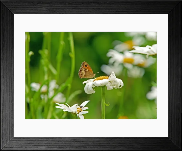 Framed Print : Meadow Brown Butterfly Framed Print : Meadow Brown Butterfly
