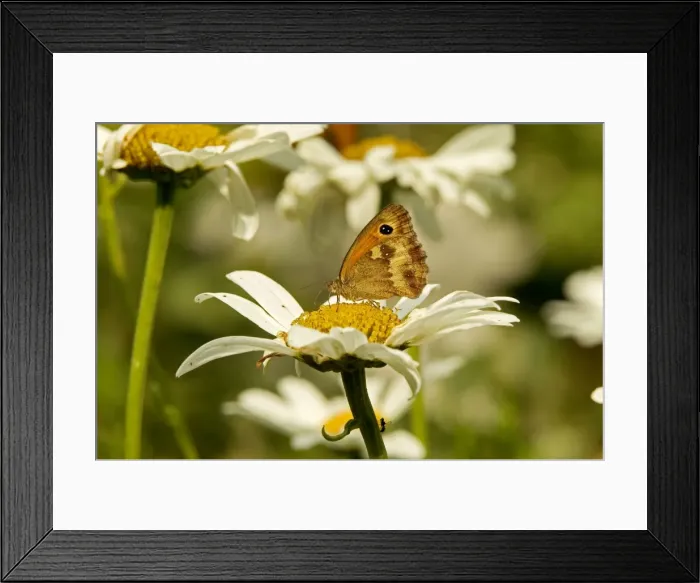 Framed Print : Meadow Brown Butterfly Framed Print : Meadow Brown Butterfly
