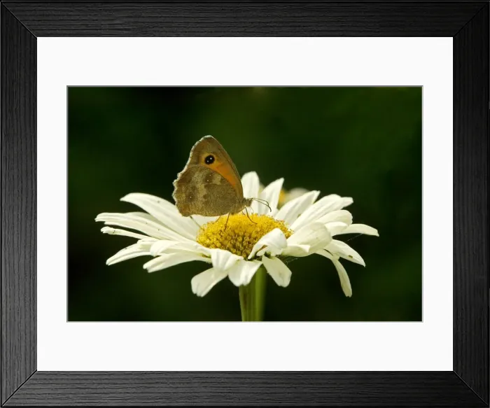 Framed Print : Meadow Brown Butterfly Framed Print : Meadow Brown Butterfly