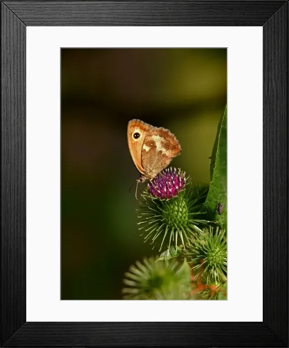 Framed Print : Meadow Brown Butterfly - on thistle Framed Print : Meadow Brown Butterfly - on thistle