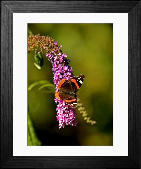 Framed Print : Red Admiral Butterfly on Lilac Framed Print : Red Admiral Butterfly on Lilac