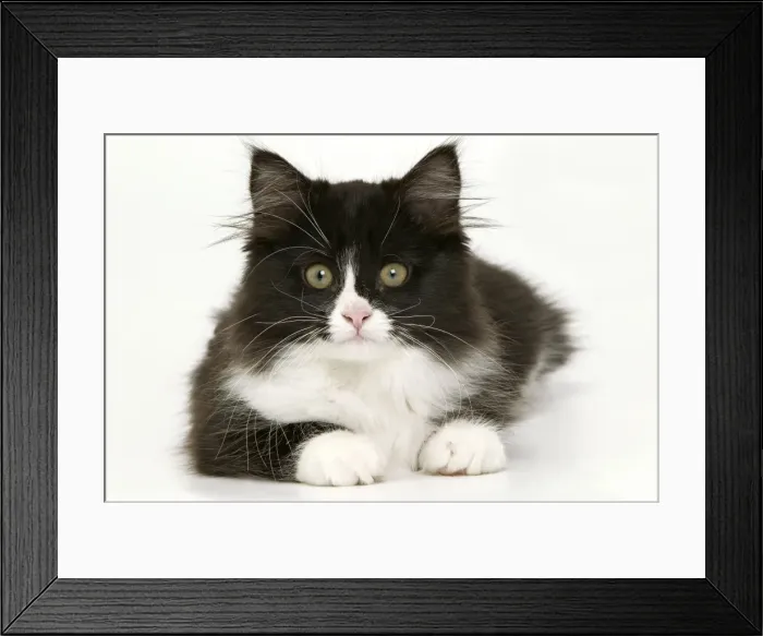 Framed Print : Black & White Cat Framed Print : Black & White Cat