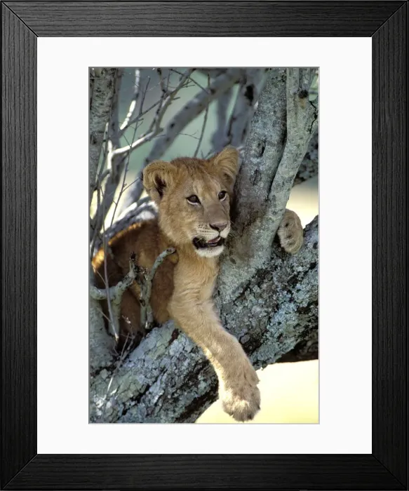 Framed Print : Lion Cub in tree. Maasai Mara - Kenya - Africa Framed Print : Lion Cub in tree. Maasai Mara - Kenya - Africa