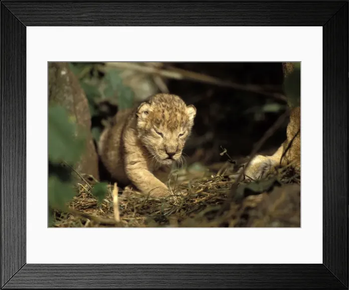 Framed Print : Lion Cub. Maasai Mara - Kenya - Africa Framed Print : Lion Cub. Maasai Mara - Kenya - Africa