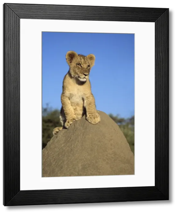 Framed Print : Lion Cub - on mound. Maasai Mara - Kenya - Africa Framed Print : Lion Cub - on mound. Maasai Mara - Kenya - Africa
