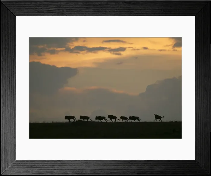 Framed Print : Gnu  /  Wildebeest - herd