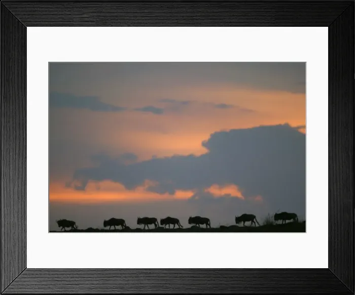Framed Print : Gnu / Wildebeest - herd migrating Framed Print : Gnu / Wildebeest - herd migrating