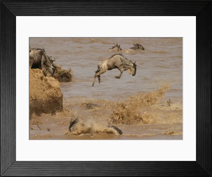 Framed Print : Wildebeest  /  Gnu - on migration leaping into the Mara River. Maasai Mara - Kenya - Africa