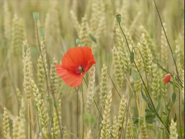 Poppies - in wheat  /  corn field