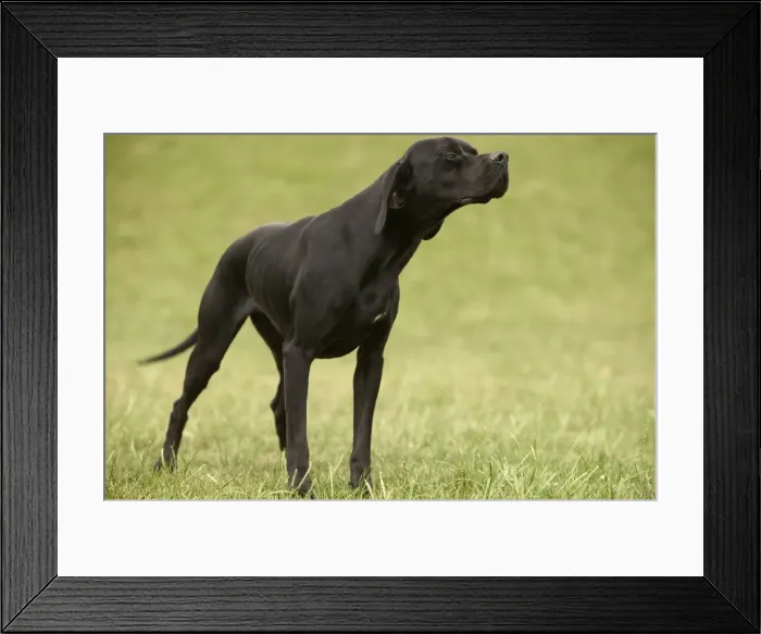 Framed Print : Dog - Pointer Framed Print : Dog - Pointer
