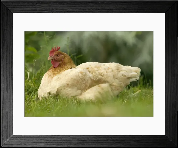 Framed Print : Chicken - hen brooding Framed Print : Chicken - hen brooding
