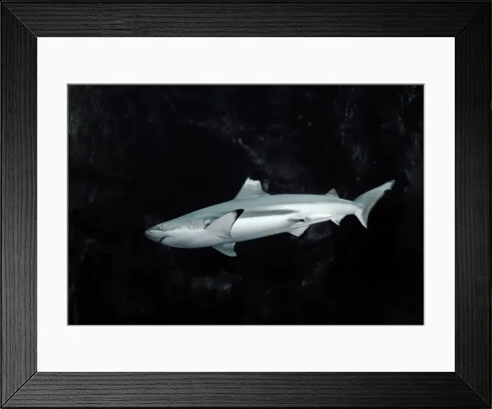 Framed Print : Black-tip / blacktip Reef Shark Framed Print : Black-tip / blacktip Reef Shark