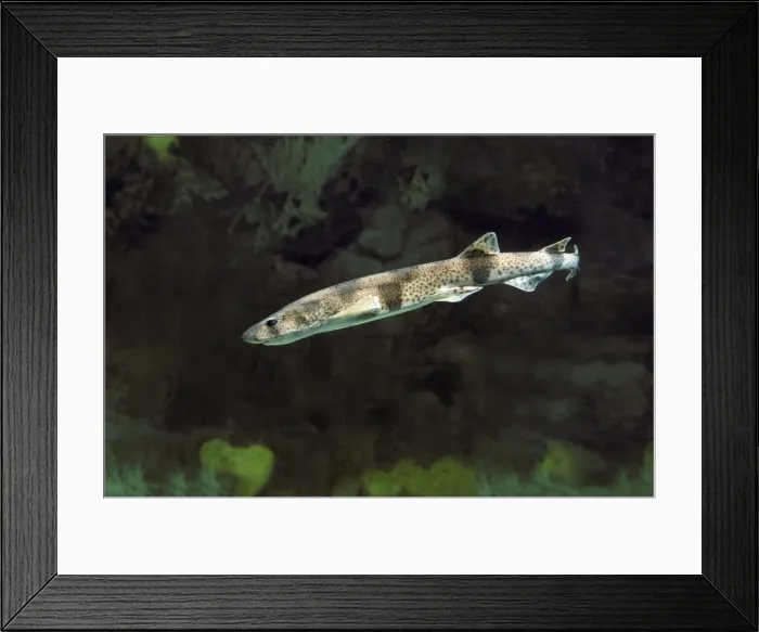 Framed Print : Dogfish. LA-2265. Lesser-spotted DOGFISH / Sandy DOGFISH / Rough hound Framed Print : Dogfish. LA-2265. Lesser-spotted DOGFISH / Sandy DOGFISH / Rough hound