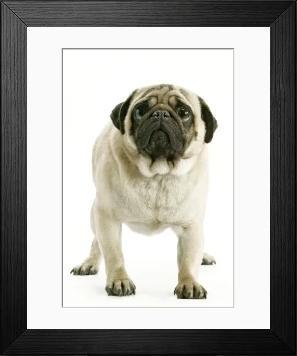 Framed Print : Dog - Pug. LA-2287. Dog - Pug. Jean Michel Labat Framed Print : Dog - Pug. LA-2287. Dog - Pug. Jean Michel Labat