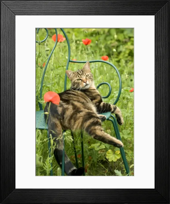 Framed Print : Cat - relaxing on chair in garden Framed Print : Cat - relaxing on chair in garden
