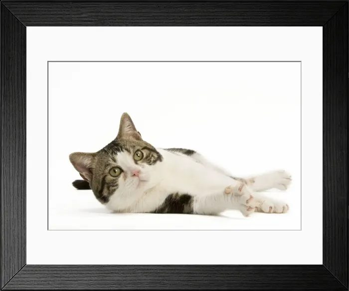 Framed Print : Cat - American Shorthair white brown tabby - lying Framed Print : Cat - American Shorthair white brown tabby - lying