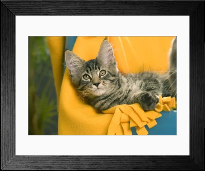Framed Print : Maine Coon Cat - relaxing Framed Print : Maine Coon Cat - relaxing