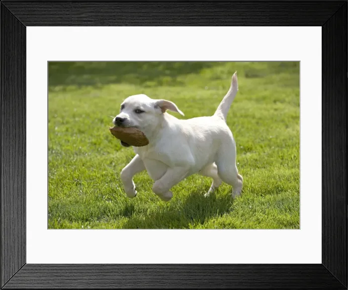 Framed Print : Dog - labrador puppy running with toy in mouth Framed Print : Dog - labrador puppy running with toy in mouth