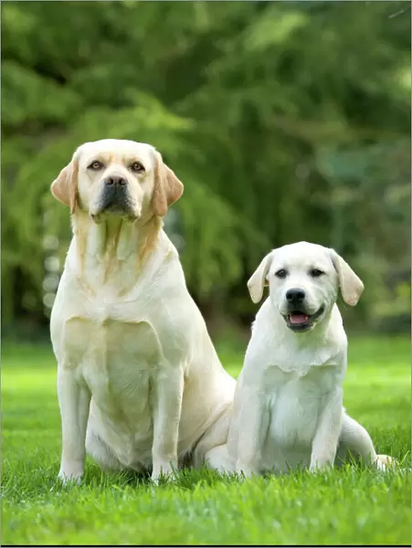 Dog - two labradors