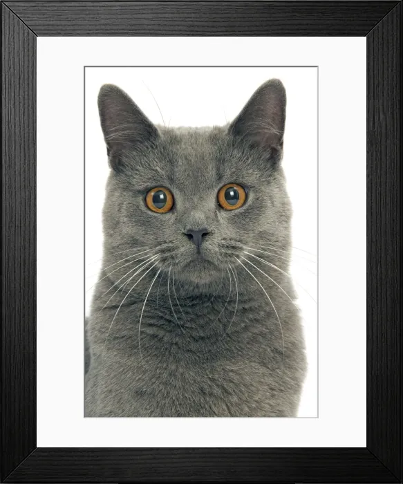 Framed Print : Chartreux Cat Framed Print : Chartreux Cat