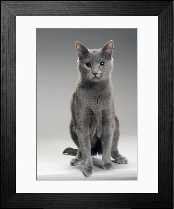 Framed Print : Chartreux Cat Framed Print : Chartreux Cat