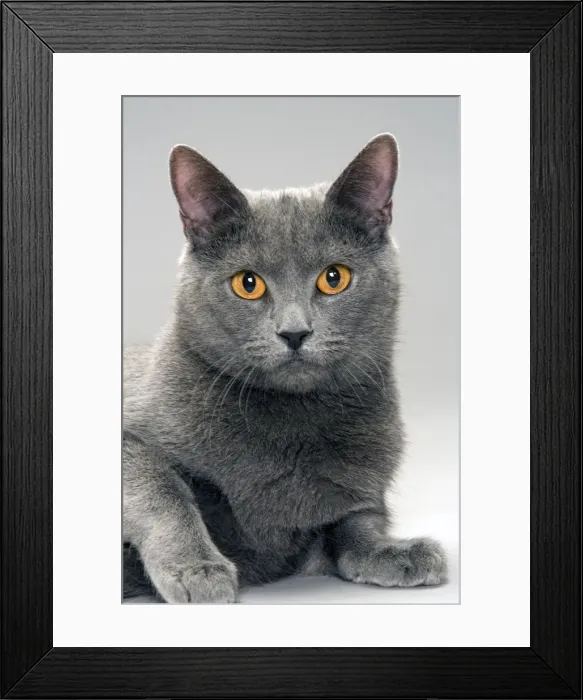 Framed Print : Chartreux Cat Framed Print : Chartreux Cat