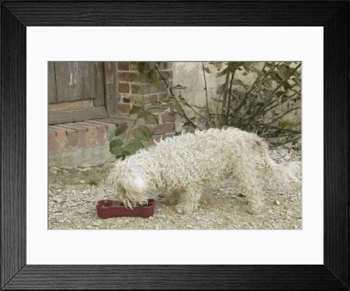 Framed Print : Dog - eating from bowl Framed Print : Dog - eating from bowl