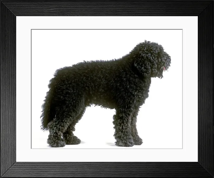 Framed Print : Dog - Barbet. Also known as Griffon d'Arret a Poil Laineux