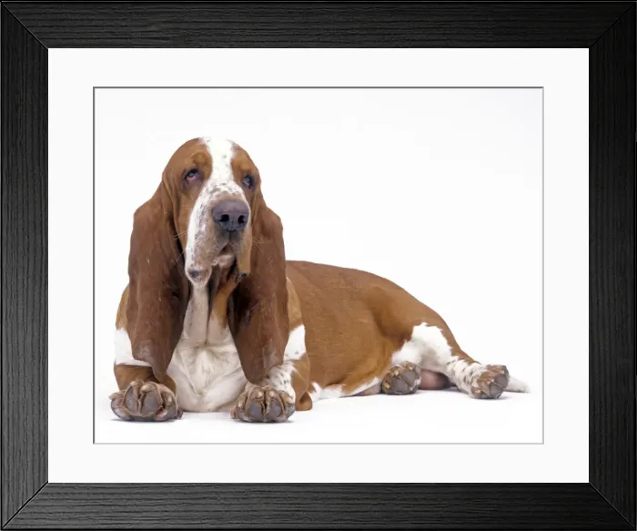 Framed Print : D0g - Basset hound