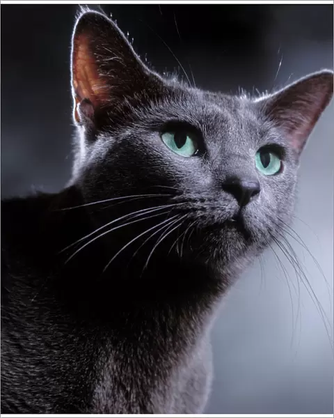 Cat - Russian Blue